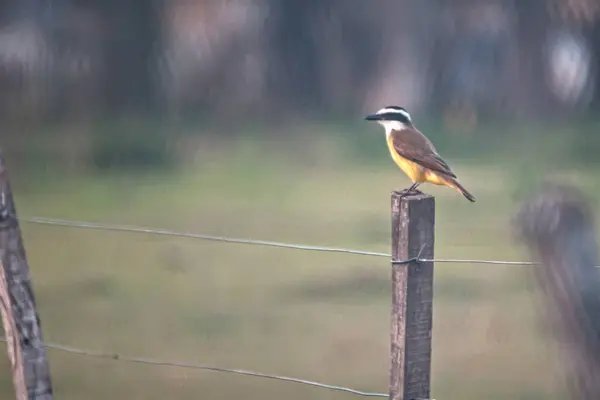 bird sitting on a fence post in a field