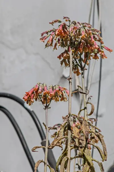 ぼやけた背景に植えた花のクローズアップ — ストック写真
