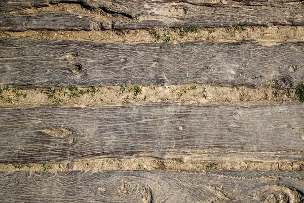 Holzwand Mit Grünen Pflanzen — Stockfoto