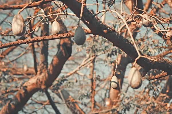 Ağaçtan sarkan meyveler arasında,