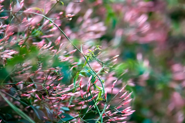 ぼやけた背景に植えた花のクローズアップ — ストック写真