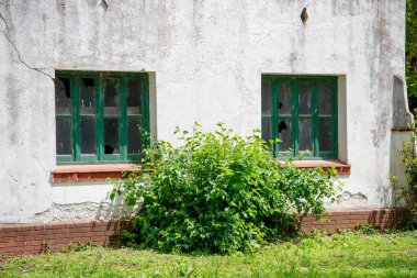 Ormanda yeşil yaprakları olan terk edilmiş eski bir ev.