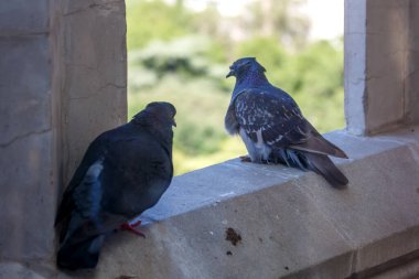 Bir binanın taş duvarında iki güvercin.