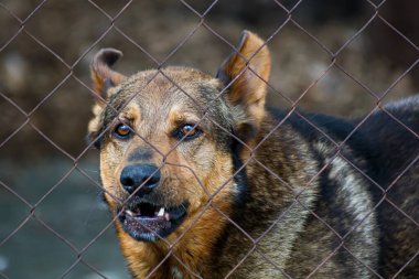 Bir köpeğin portresi.