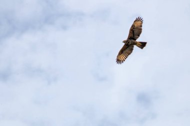 Gökyüzünde uçan bir kuş