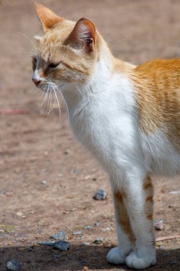 Sokakta sevimli kedi