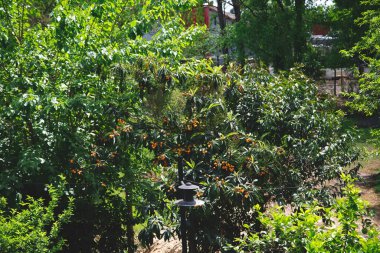 Turuncu meyve bahçesinde