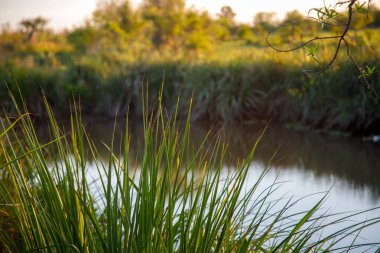 Önünde çimen olan nehir.