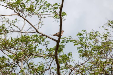 Ormandaki bir ağaca tünemiş kuş.