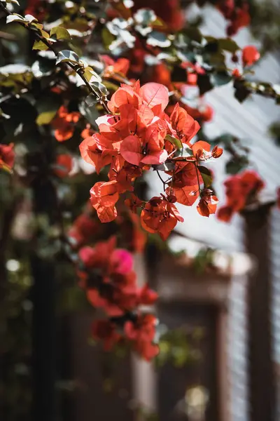 Красиві Червоні Квіти Саду — стокове фото