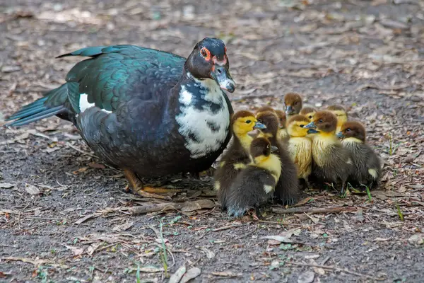 Duck Little Chicks Nest — Stock Photo, Image