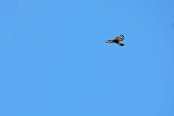 Common Kestrel Falnunculus Cununculus Male Male Bird Blue Sky Kestrel Royalty Free Stock Photos
