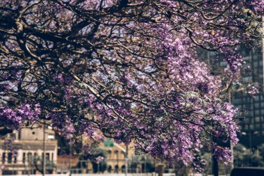 Bahçede açan güzel pembe manolya ağacı, bahar zamanı.