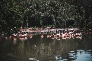 Flamingolar havuzda grup