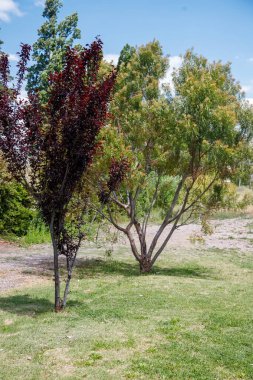 Parkta doğa tarafından çevrelenmiş bir ağacın dikey görüntüsü.