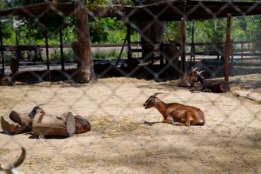 Hayvanat bahçesindeki keçiler.