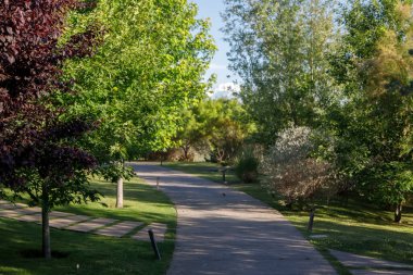 Parktaki ağaçlar ve yeşil çimenler.