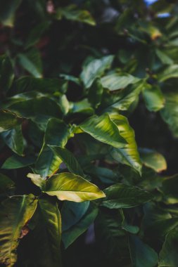 Bahçede yeşil yapraklar