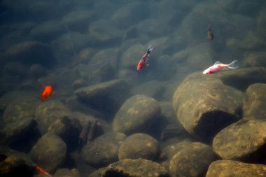 Bir kırmızı balık gölette yüzüyor..