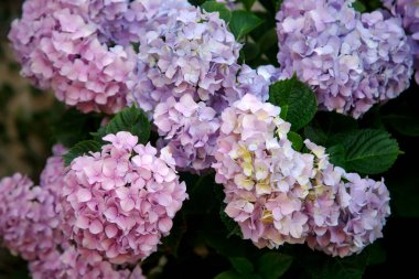 Bahçedeki güzel çiçek açan ortanca çiçekleri, yakın plan