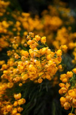 Bahçedeki güzel çiçekler