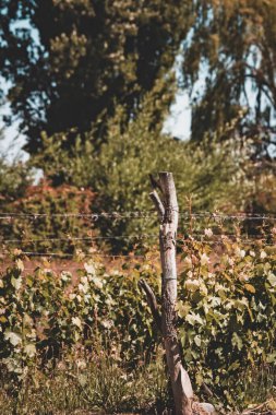 Yerdeki bir ağaç gövdesinin dikey yakın çekimi