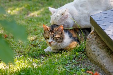 Sokaktaki kedi. Kedi ve kedi. Çimlerdeki kediler.