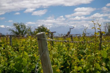 Dağlarda üzüm bağları