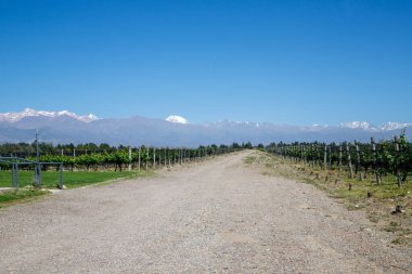 Dağlarda üzüm bağları