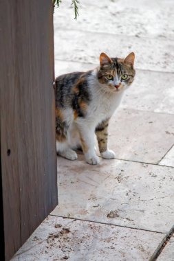 Caddedeki kafede tatlı bir kedi