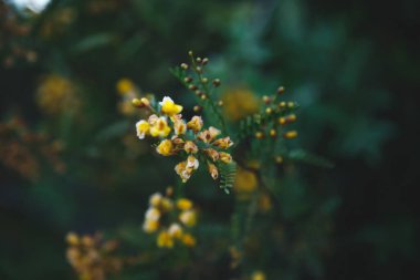 Güzel bir çiçeğe yaklaş