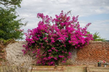 Bahçedeki güzel pembe çiçekler çalısı