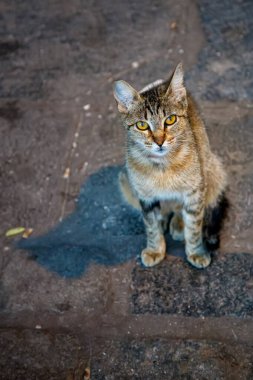 Arjantin 'in Buenos Aires caddesinde şirin bir kedinin portresi.