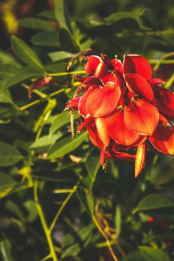 Bahçedeki kırmızı çiçeklerin yakın plan görüntüsü