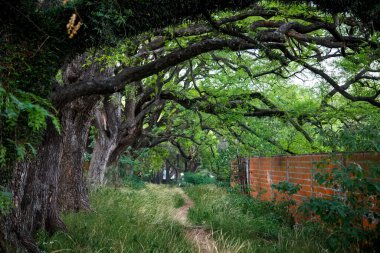 view of a forest with  green trees and bricks fence clipart