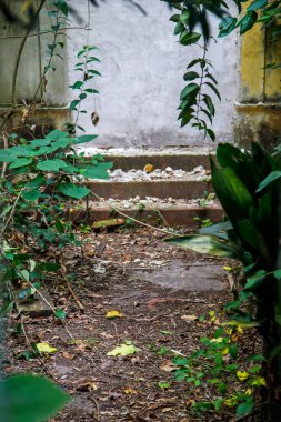 Eski ahşap merdivenler ve parktaki bitkiler