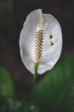 Spatthiphyllum Wallisii ya da barış çiçeğinin yakın plan görüntüsü