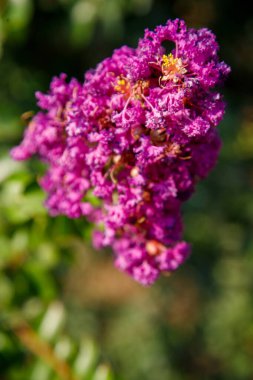 Bahçedeki güzel çiçeklerin yakın görüntüsü.
