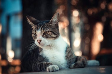 Geçmişi bulanık, güzel bir kedinin yakın plan fotoğrafı.