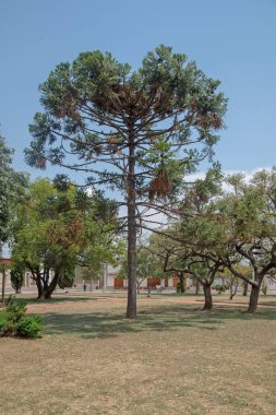 Mavi gökyüzü arka planında ağaç olan park şehri. 