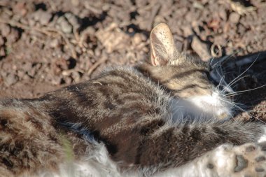 Yerde uyuyan kedi portresi