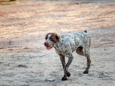 Dalmaçyalı köpek portresi kumsalda yıkım yapıyor.