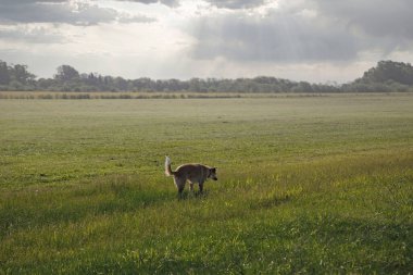 Köpek yeşil çimlerde koşuyor..