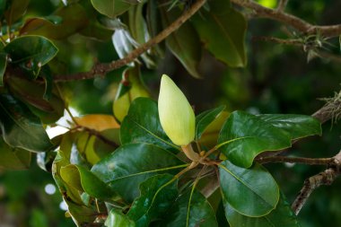Yapraklı ve yapraklı manolya çiçeği tomurcuğu.