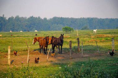 Otlakta otlayan atlar ve tavuklar