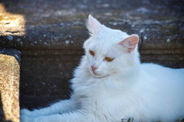 Sokaktaki beyaz bir kedinin portresi
