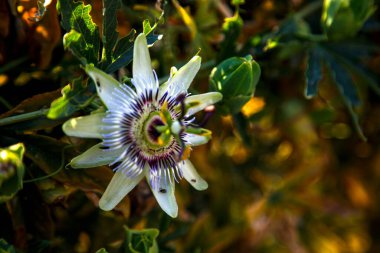 Fısıh çiçeğinin güzel botanik çekimi 