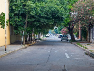 Yol kenarında yemyeşil ağaçlar olan şehir caddesi manzarası
