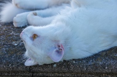 Kedi sokakta yerde yatıyordu. 