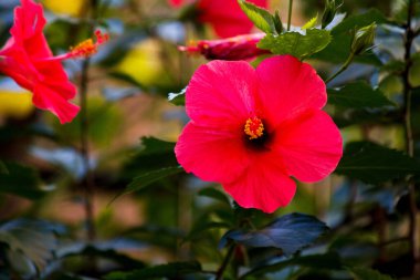 Bahçedeki güzel kırmızı çiçeklerin yakın plan görüntüsü, seçici odaklanma.       
